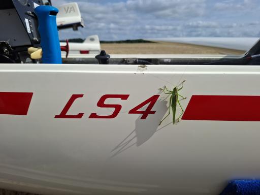 055 Grashopper ready for boarding   Benedict Braet